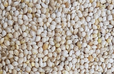 french-white-millet