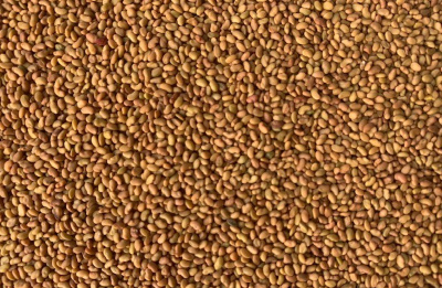 lucerne-seed