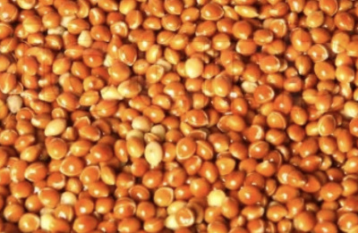 red-panicum-millet