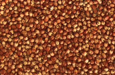 red-sorghum