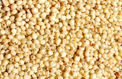 white-sorghum