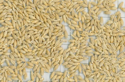 cereal-crops-coarse-grains/barley-1