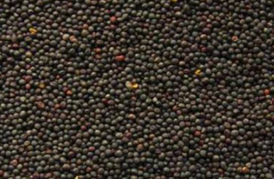 cereal-crops-coarse-grains/canola