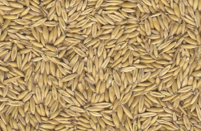 cereal-crops-coarse-grains/oats-1