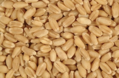 wheat