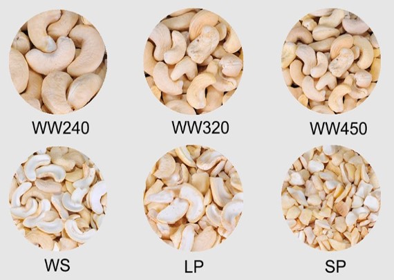 cashew-kernel-row