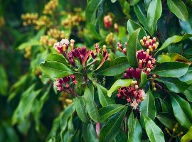 cloves-1