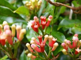 cloves-2.jpg