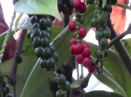 pepper1